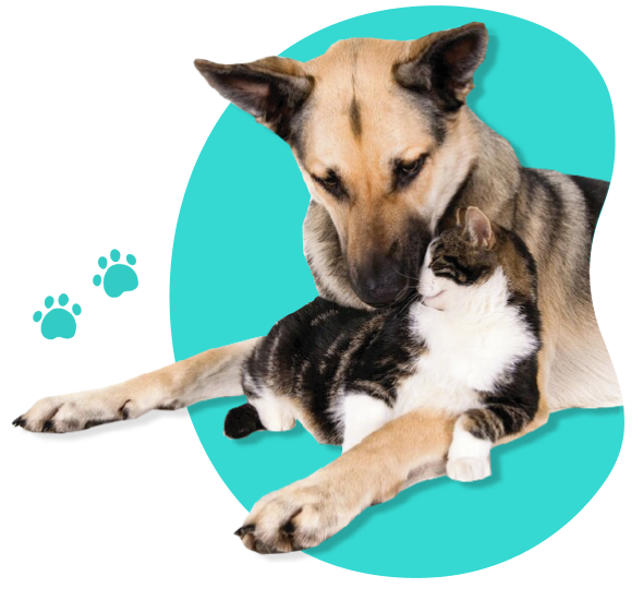 Grupo Fawa Dog Hotel
